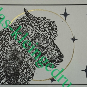 Kind Sheep - Jade Bastiaen